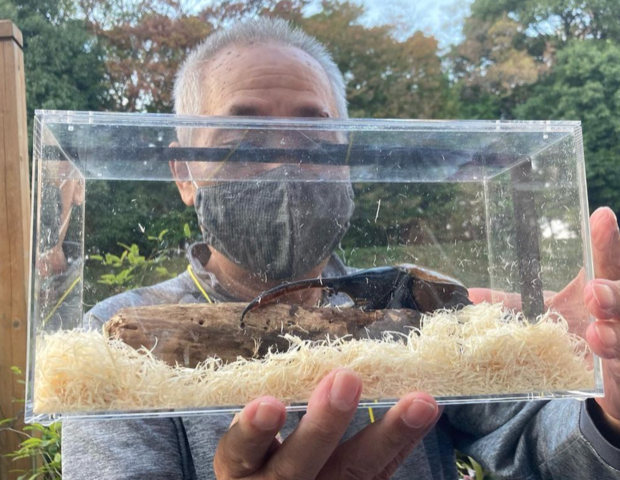 カブトムシだけど…
